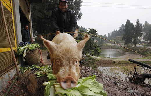 Farmer rides his pig to market after illness left him too sick to walk